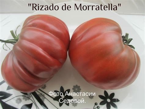 Томат Кудрявый Моррателла: описание сорта, отзывы, фото | tomatland.ru
