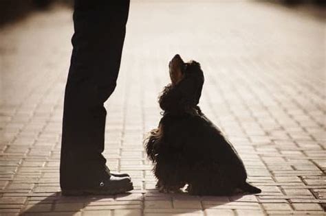 how to train dog not to bark at other dogs