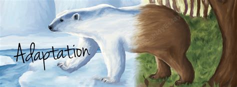 Adaptation Assignment Help | Research on Plants and Animals
