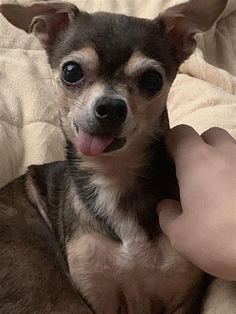 Nacho, who’s been with my family for 15 years. Is nearing the end of ...