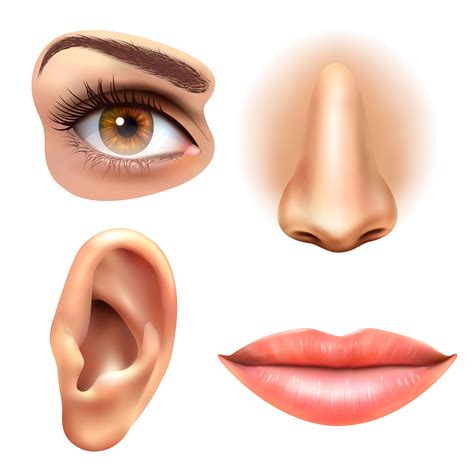 Desenho De Nariz E Boca - Desenhos De Olhos Boca E Nariz Para Imprimir - BRAINCP
