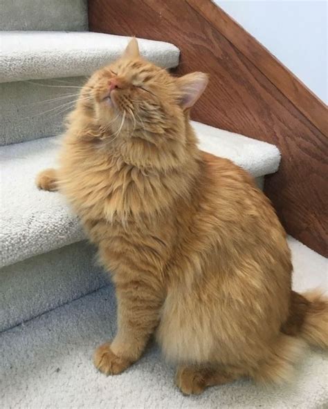 JELL-O the Cat | Cute animal videos, Cats, Cute animals