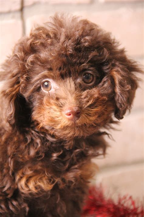 Cocoa -Female Toy Poodle. | Family Dog Puppies