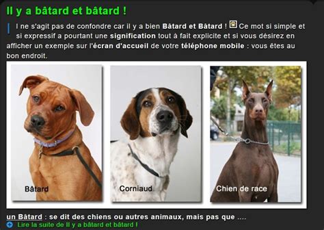 Bâtard de Stromae : tout le monde y trouve son compte