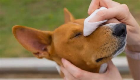Antifungal Wipes For Dogs- Best Medicated OTC Ranked By A Vet