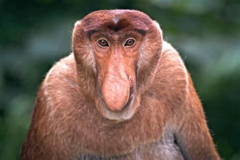 Proboscis Monkey Stock Photos, Pictures & Royalty-Free Images - iStock