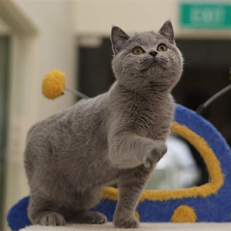 cats kittens  sale  singapore nekotown cattery