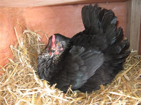 black sex link,good breed or not? | BackYard Chickens - Learn How to
