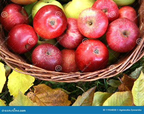 Basket full of apples stock photo. Image of leaves, orchard - 11934830