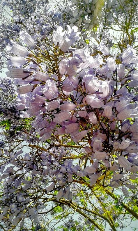Jacaranda mimosifolia - Изображение особи - Плантариум