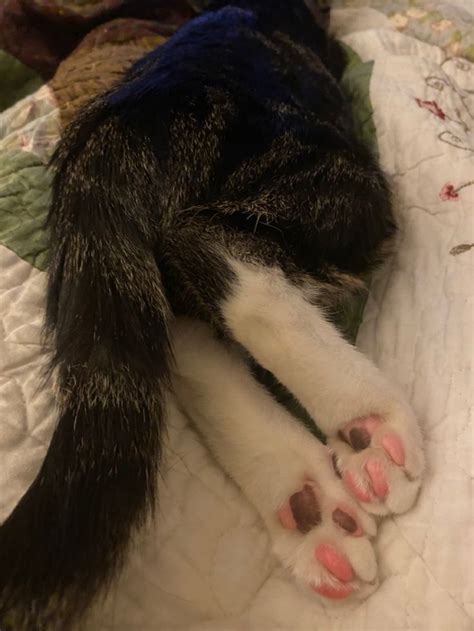 toe beans adorable cat paws