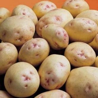 Купить семенной картофель в Москве, России с доставкой почтой ...