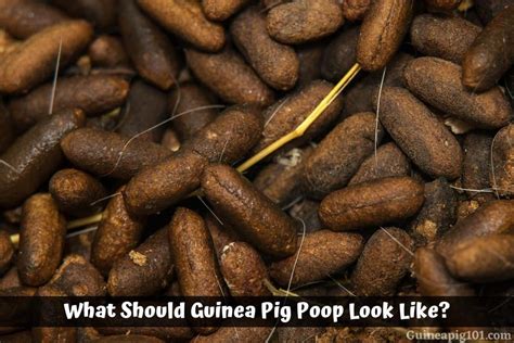 What Should Guinea Pig Poop Look Like? (Normal & Abnormal Poop)