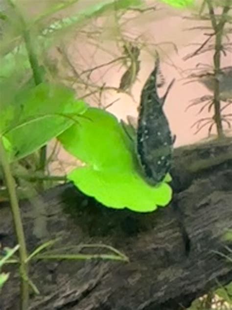 The ich!? : r/PlantedTank