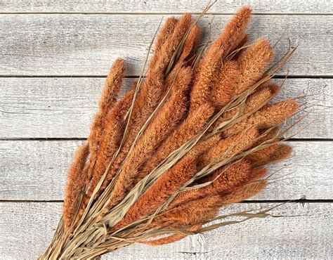 Setaria - Luv Sola Flowers
