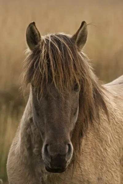 Konik Pony-Norfolk Broads National Park-Norfolk-England