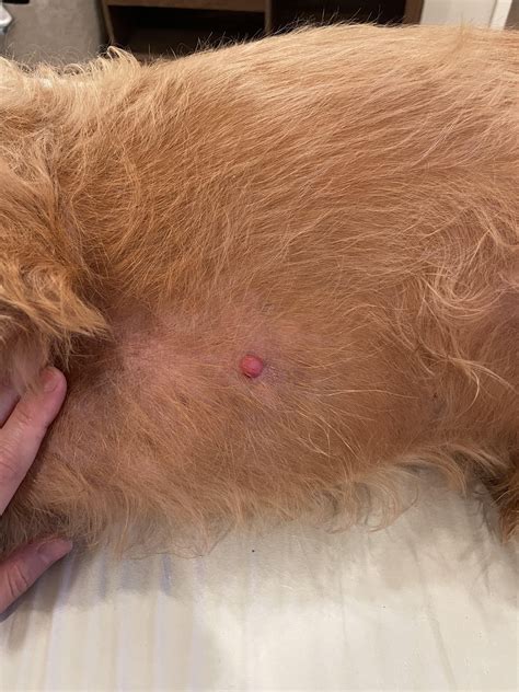 Can anyone help identify what this small red bump could be? : r/DogAdvice