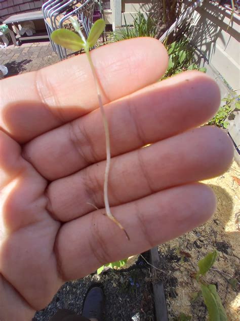 Plant Identification needed, suspected kousa dogwood seedling