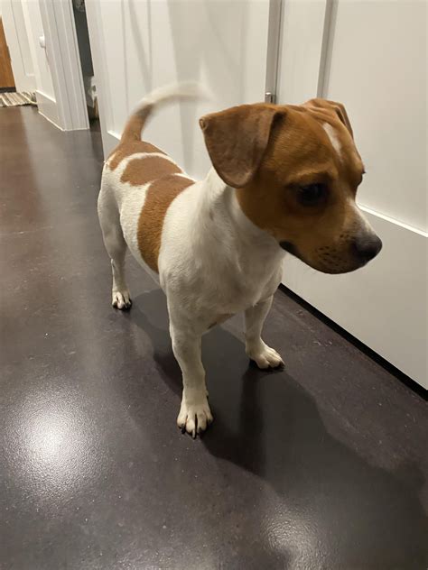 Found Dog in Montopolis — White & Brown small beagle mix : r/austindogs