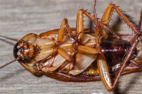 Cockroach Traps - Are Cockroach Traps Effective? » pestwhisperer.com