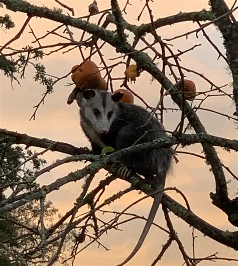 This Photo Wants to be a Poem: Opossum in Persimmon Tree | Reflections