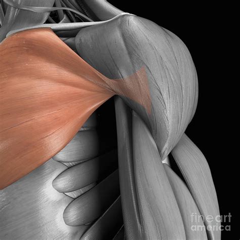 pectoralis major muscle