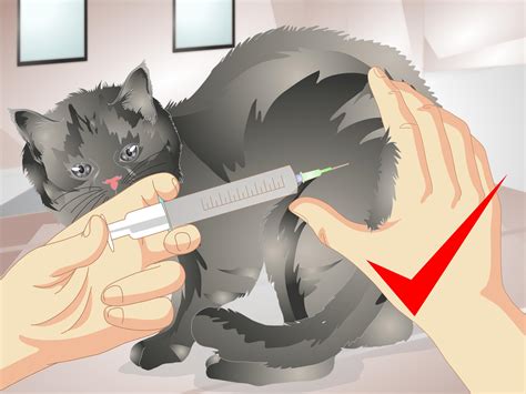 How to Remove Urine Smells from a Pet (with Pictures) - wikiHow