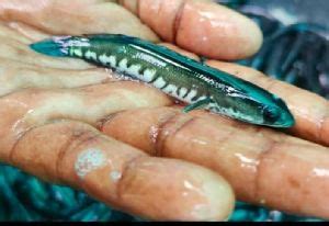 Murrel Seeds in Krishna - Exporter of Murrell seeds & Murrel Fish Seeds