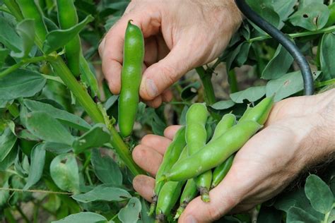 grow broad beans