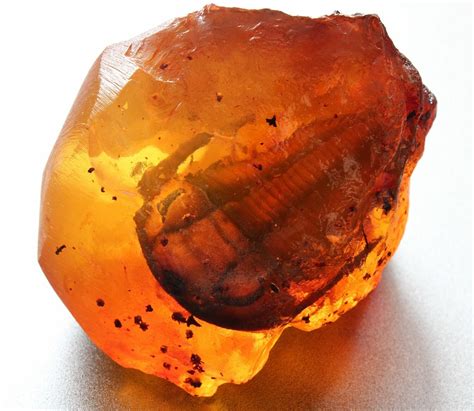 Amber Preserved Fossil