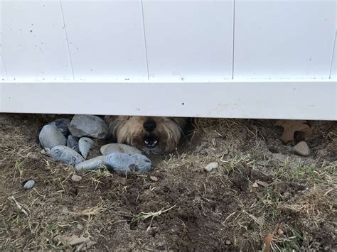 Nosy Dog Digs Hole Under Fence To Spy On Neighbors - The Dodo