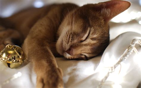 Сколько часов спят кошки в сутки — Pet-Mir.ru