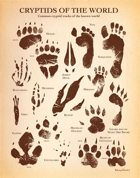 Cryptids of the World Art Print by Autumn Haynes | Mythical monsters ...