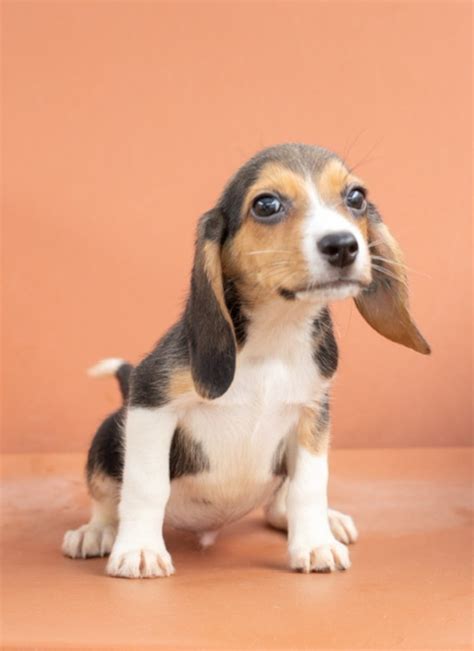What Color Are Beagle Puppies