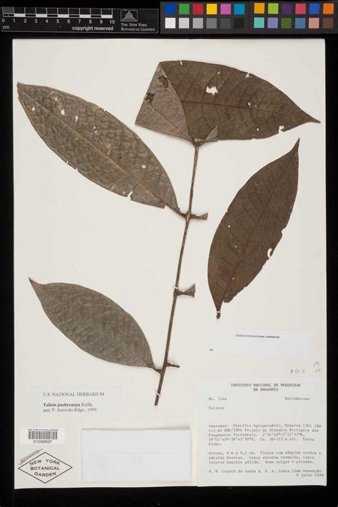 Talisia pachycarpa - Propagate One