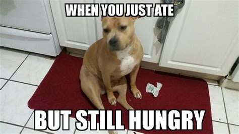 The best hungry memes :) Memedroid