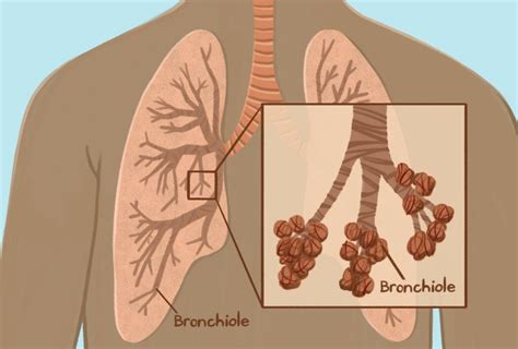 Bronchioles - Biology Simple