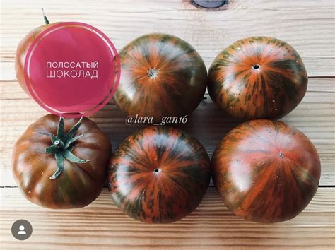 ПОЛОСАТЫЙ ШОКОЛАД | Томатная Коллекция - Редкие и эксклюзивные семена ...