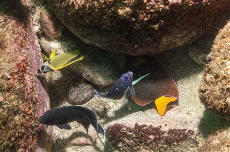 Nude beaches in Puerto Vallarta : r/puertovallarta