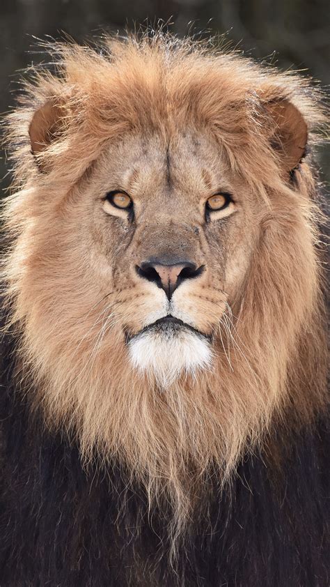 lion front view face