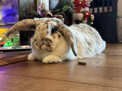 Luna posing for Christmas pictures : r/Bunnies