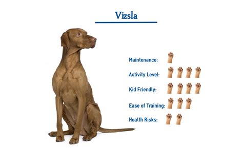 vizsla dog breed        glance