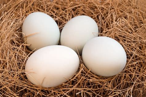 kelebihan  kekurangan telur bebek bagi kesehatan alodokter