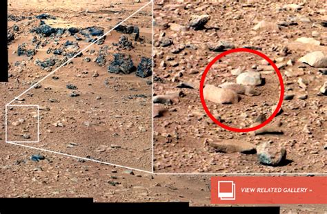 'Mars Rat' Taking Internet by Storm | Space