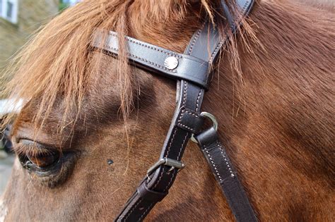 Bitless Bridle - Build your own! – PracticalHorseCompany