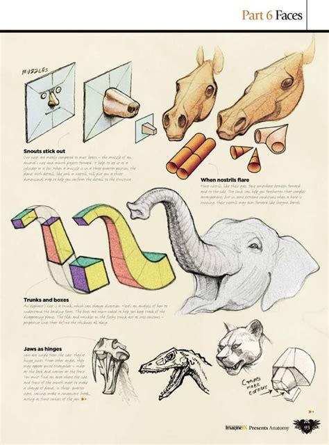 551 best Animal Anatomy images on Pinterest | Animal anatomy, Animal ...