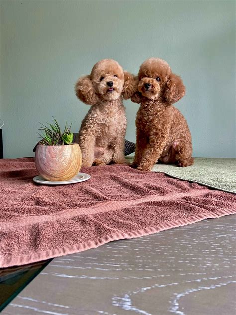 Lovely Toy Poodles - Poodle Puppies for Sale in Tampa, FL | AKC Marketplace