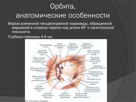 Орбита, анатомические особенности - презентация онлайн