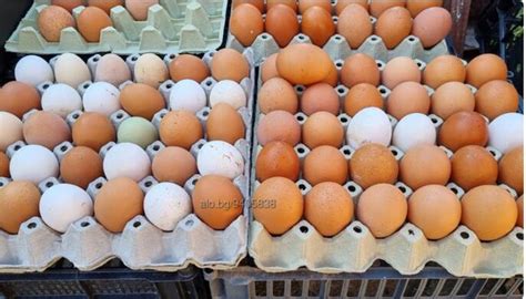 Домашни яйца от СВОБОДНО отглеждани кокошки | Селскостопански продукти ...