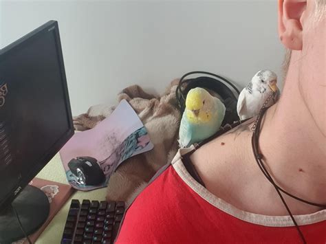 spot the birbies (level: impossible) : r/budgies
